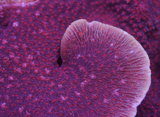 Purple Montipora Cap - Cut to Order
