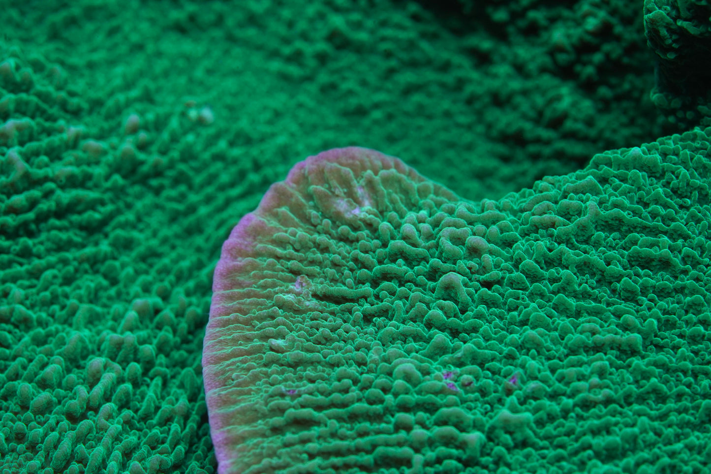 Green Montipora Cap - Cut to Order