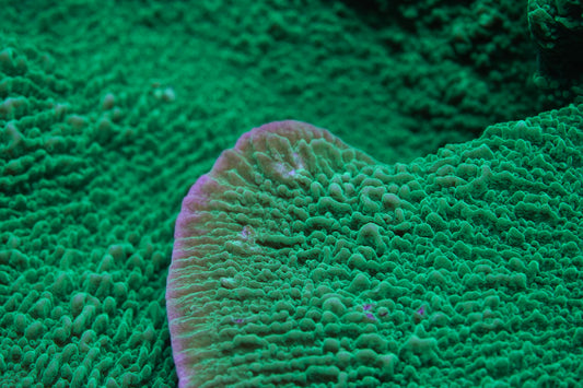 Green Montipora Cap - Cut to Order
