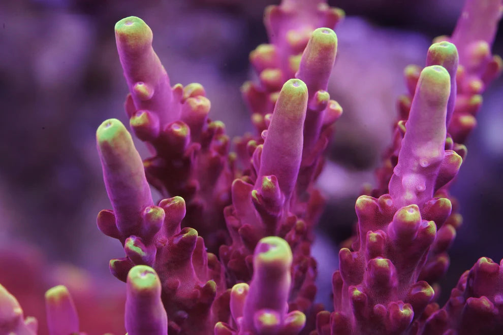 JF Fox Flame Acropora - Aquacultured Stock Frag