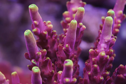 JF Fox Flame Acropora - Aquacultured Stock Frag