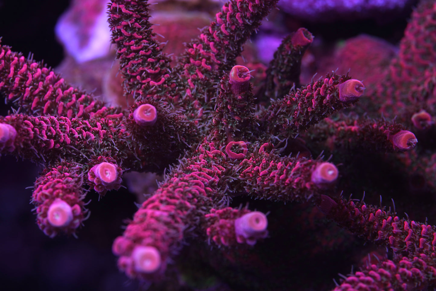 TSA Wooly Mammoth Acropora - Cut to Order