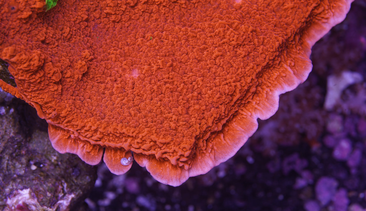Red Montipora Cap - Cut to Order