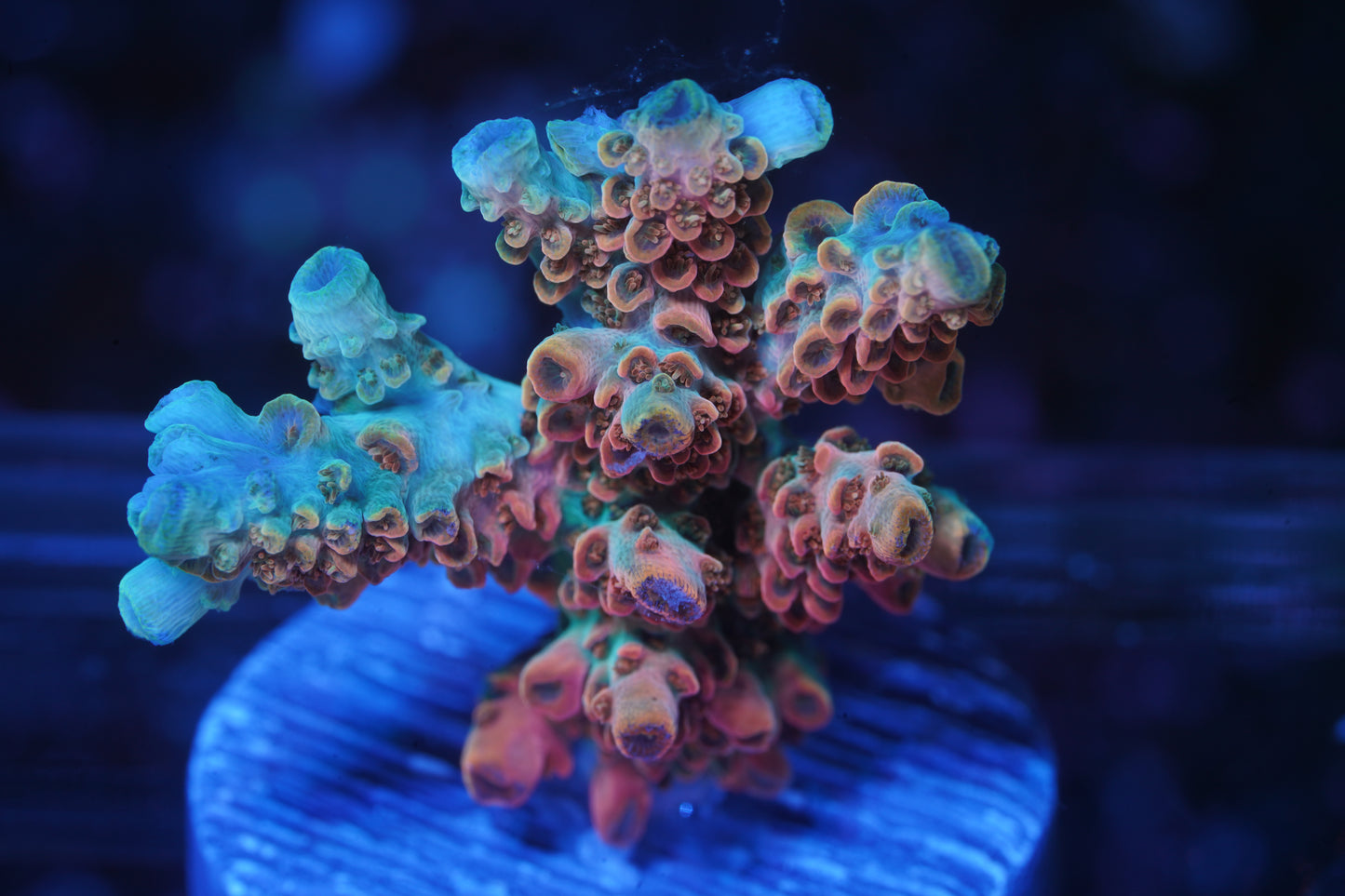 TSA Bill Murray Acropora - WYSIWYG