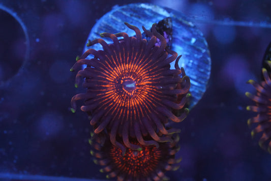 God of War Zoanthid - WYSIWYG