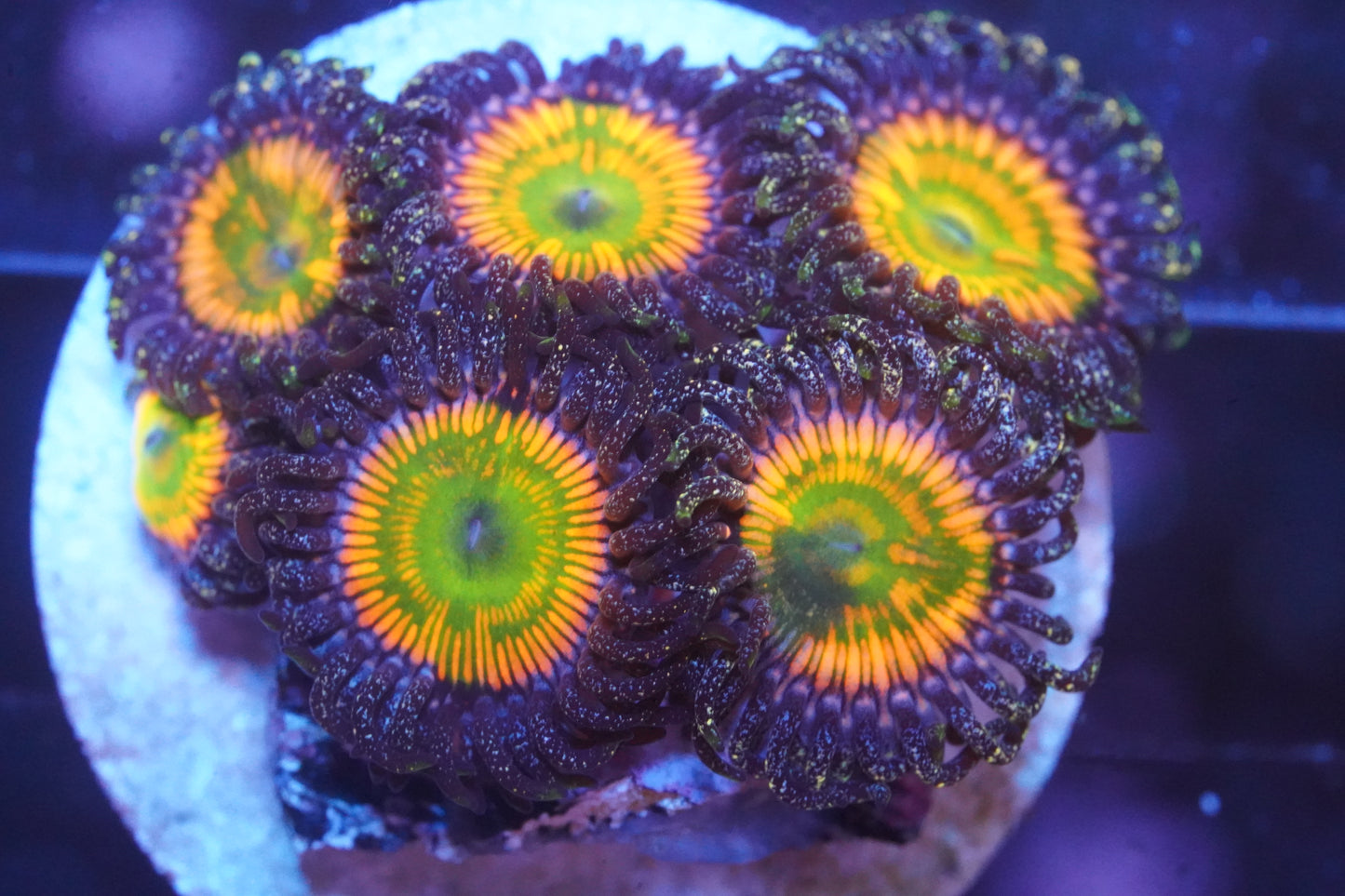 Sunny D Zoanthid - WYSIWYG