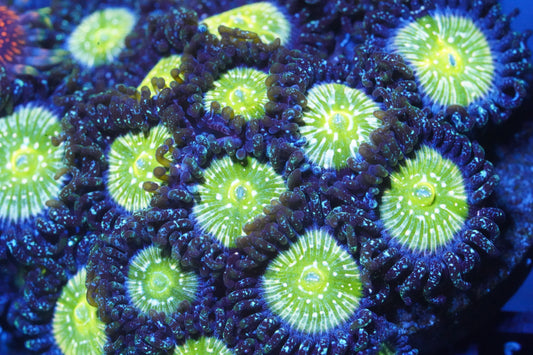 Frozen Apples Zoanthid - Aquacultured Stock Frag