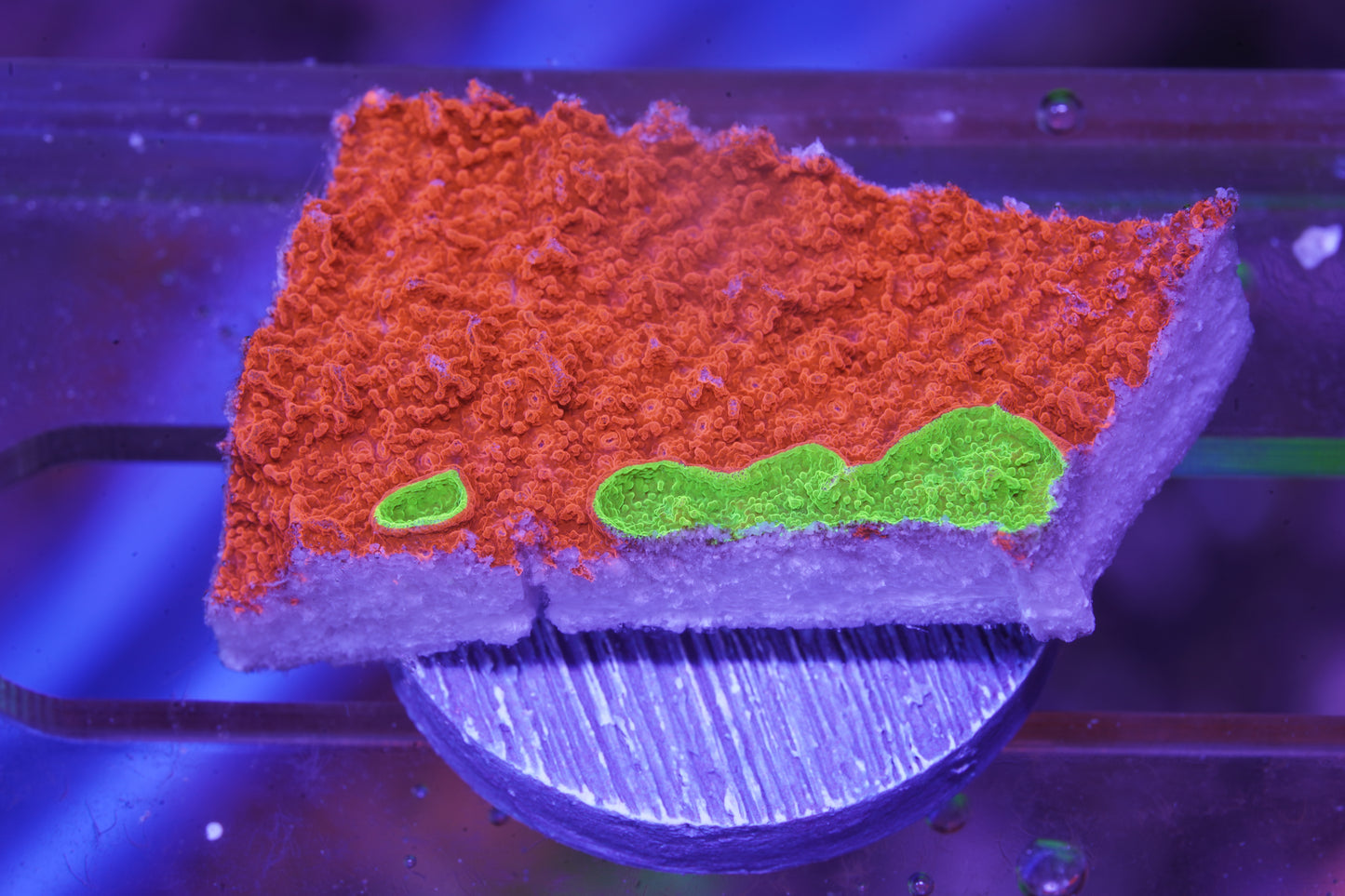 TSA Nuclear Fusion Montipora - Aquacultured WYSIWYG