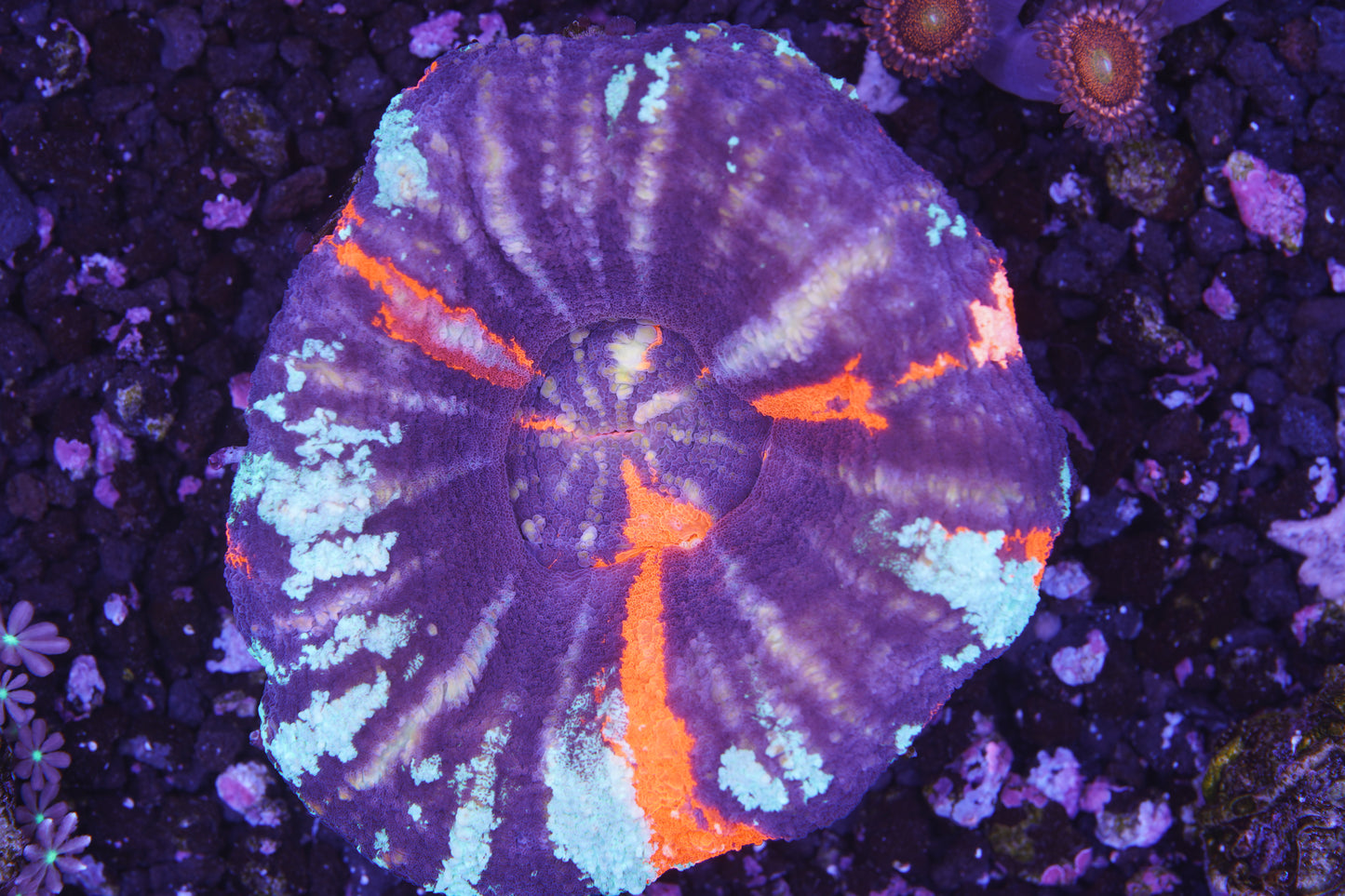 Warpaint Scoly - Aquacultured WYSIWYG