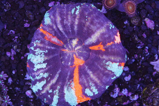 Warpaint Scoly - Aquacultured WYSIWYG