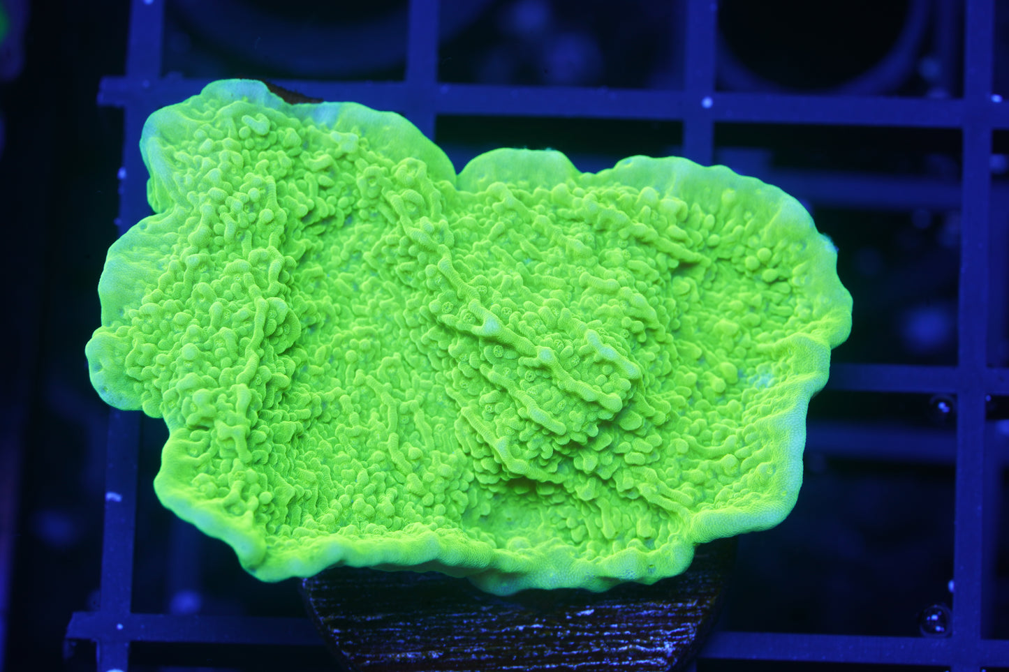 Tyree Toxic Aequituberculata Montipora Cap - Aquacultured WYSIWYG