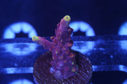 JF Fox Flame Acropora - Aquacultured WYSIWYG