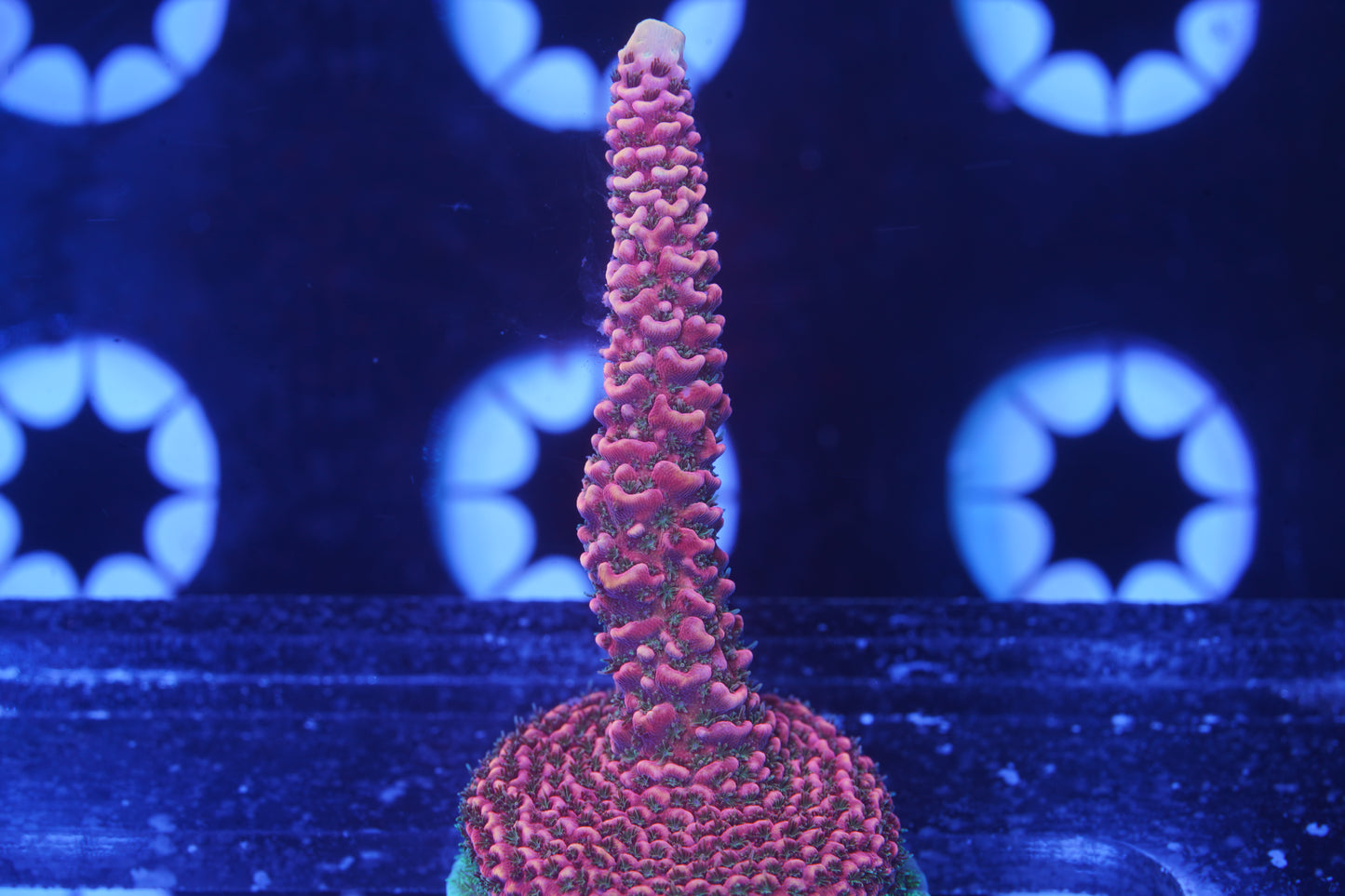 TSA Wooly Mammoth Acropora - Aquacultured WYSIWYG