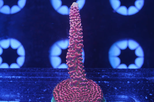 TSA Wooly Mammoth Acropora - Aquacultured WYSIWYG