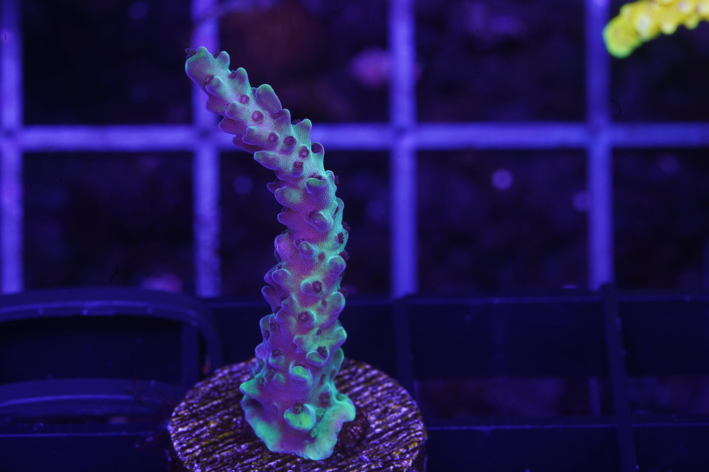 Laura's Purple Polyp Acropora - Aquacultured WYSIWYG