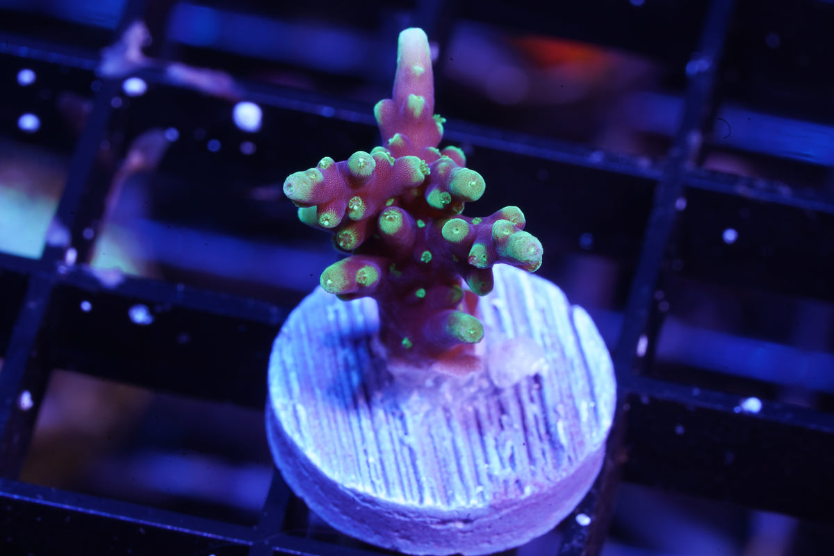 Hawkins Echinata Acropora - WYSIWYG Aquacultured