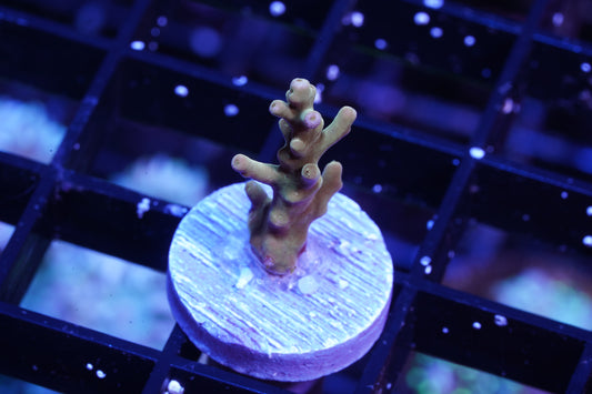 POTO Golden Dragon Acropora - Aquacultured WYSIWYG