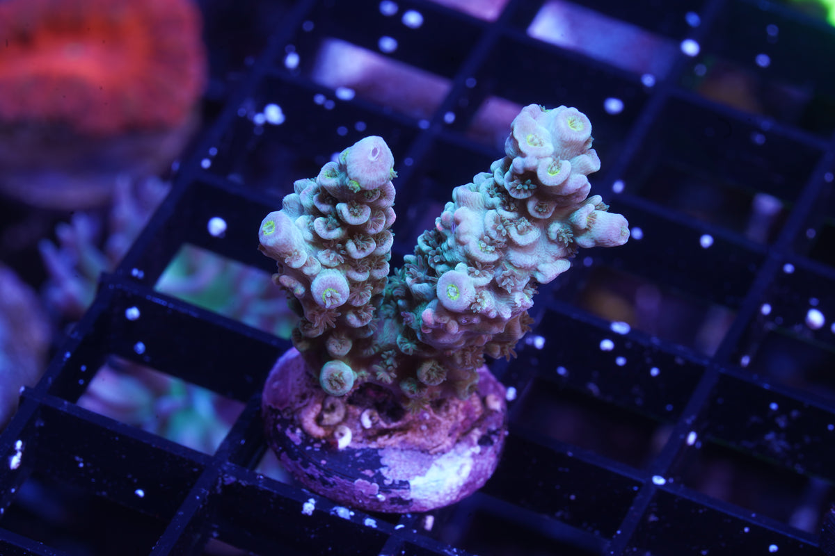 Indo Premium Tenuis Acropora - WYSIWYG