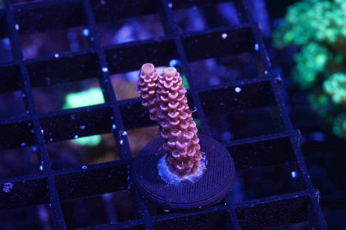 Indo Premium Millepora - WYSIWYG