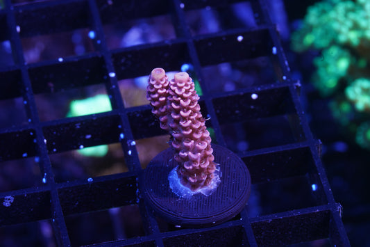 Indo Premium Millepora - WYSIWYG
