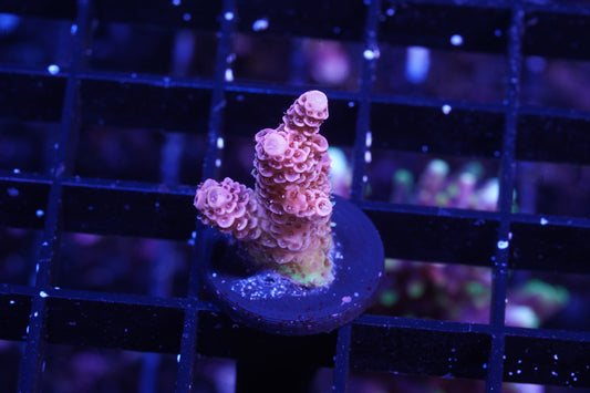 Indo Premium Millepora - WYSIWYG