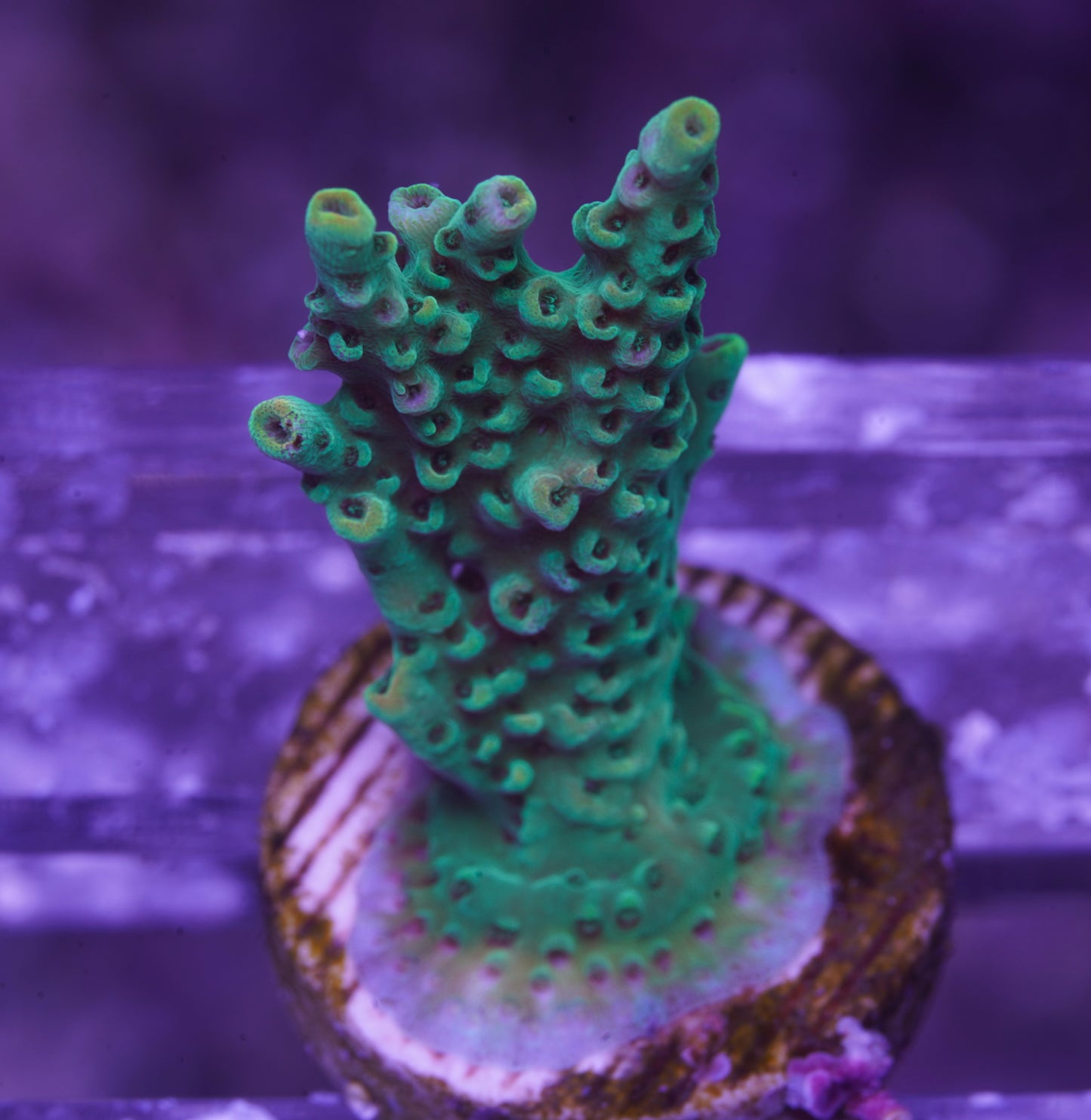 TSA Dan Aykroyd Acropora - WYSIWYG