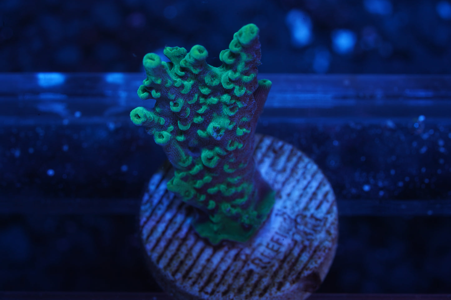 Dan Aykroyd Acropora