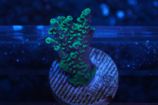 Dan Aykroyd Acropora