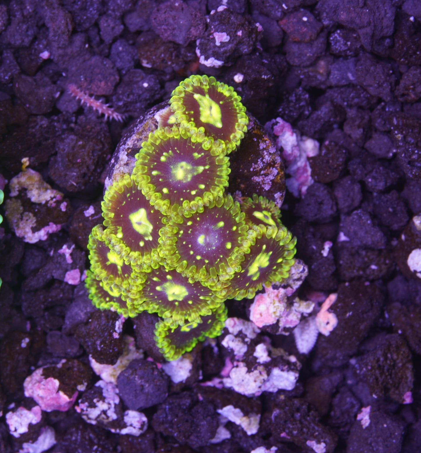 Exosphere Zoanthid - Aquacultured WYSIWYG