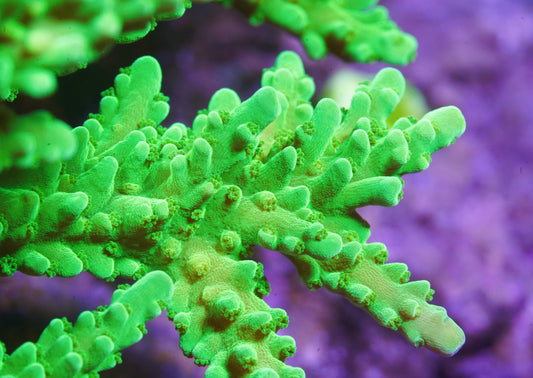 ORA Frogskin Acropora - Aquacultured Stock Frag