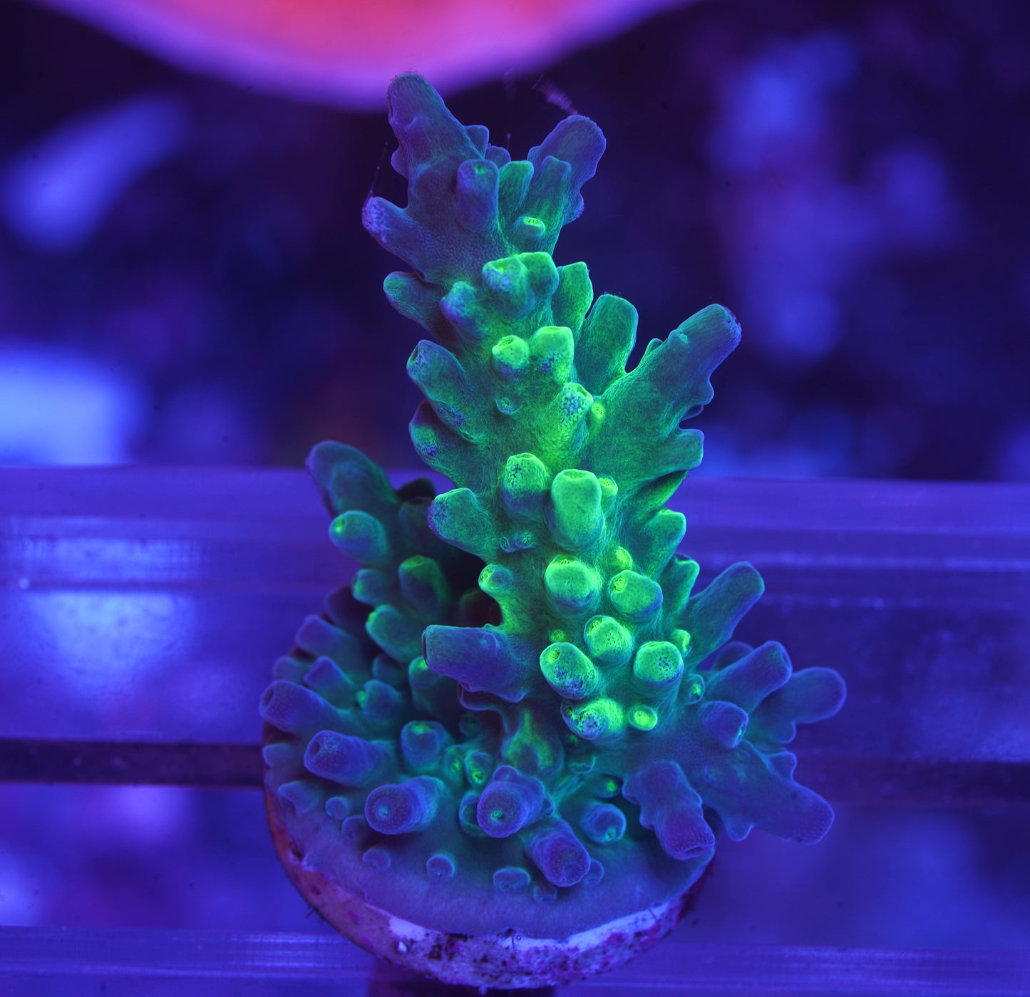 ORA Frogskin Acropora - WYSIWYG