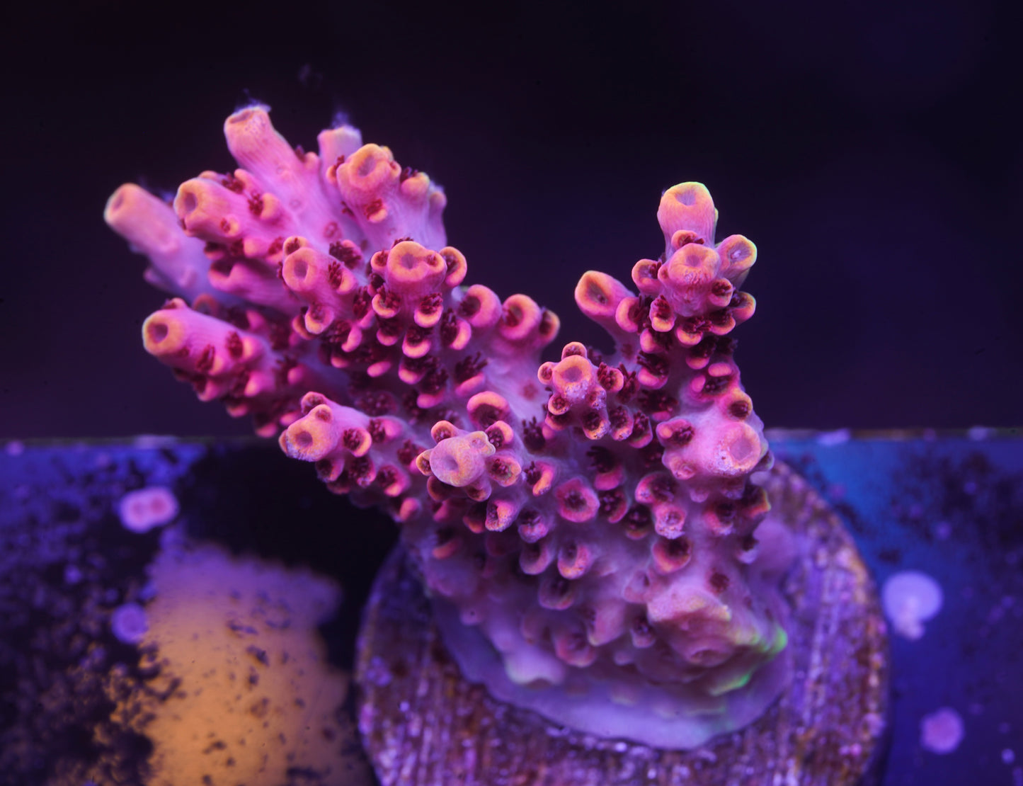 TSA Fruity Pebbles Acropora - WYSIWYG