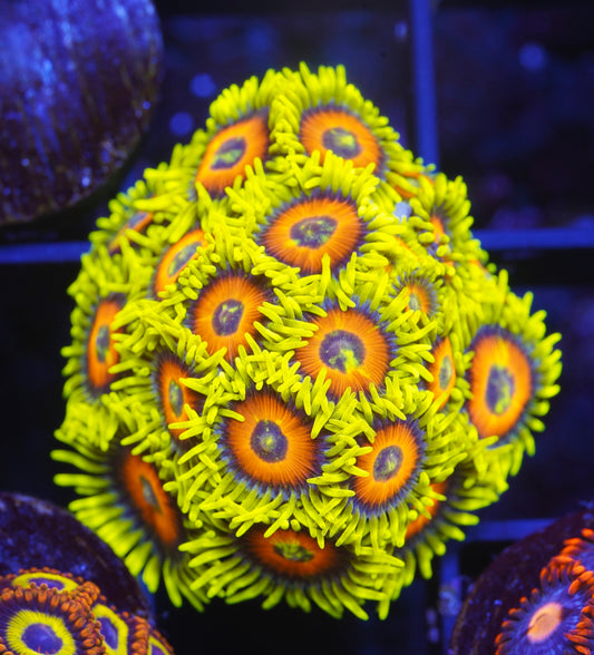 Super Saiyan Zoanthid Mini-Colony - Aquacultured WYSIWYG