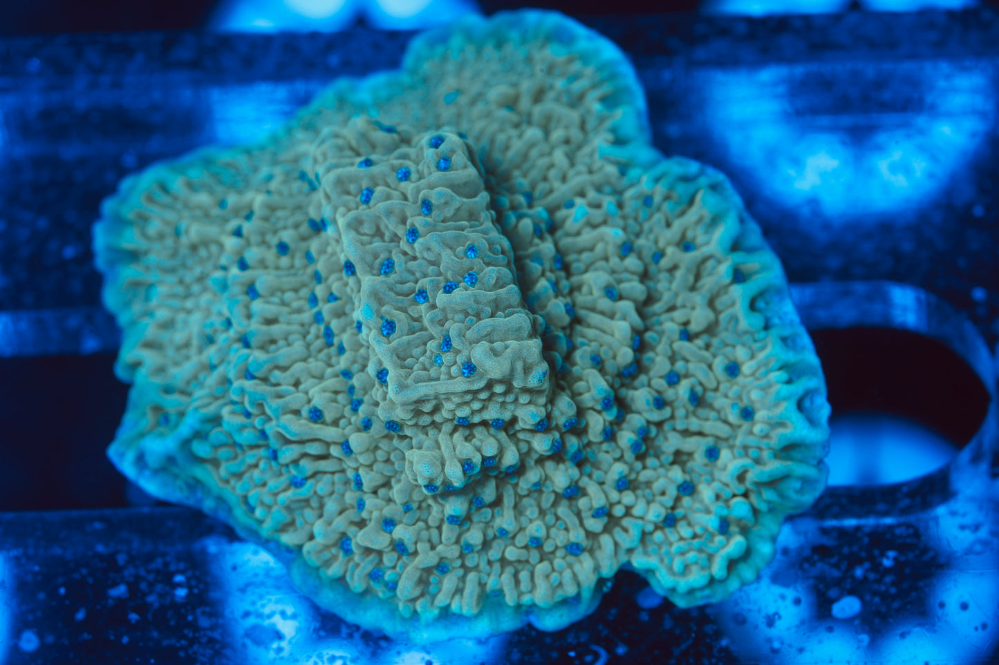Blueberry Fields Montipora - Aquacultured WYSIWYG