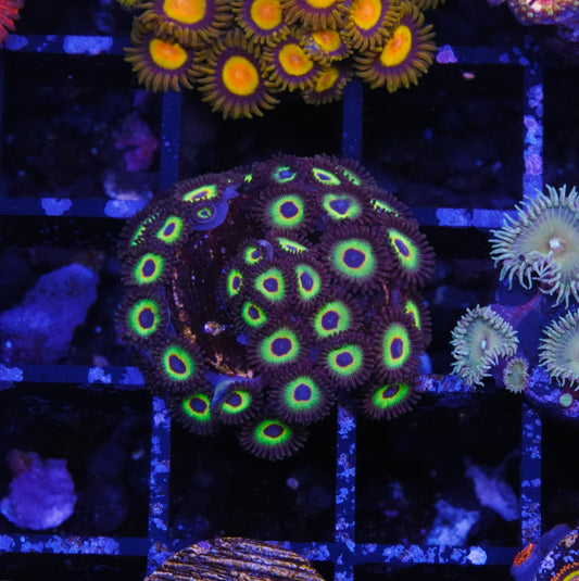 Bob Marley Zoanthid Mini-Colony - Aquacultured WYSIWYG