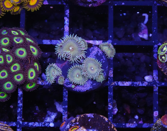 Capt. Jerk Palythoas - Aquacultured WYSIWYG