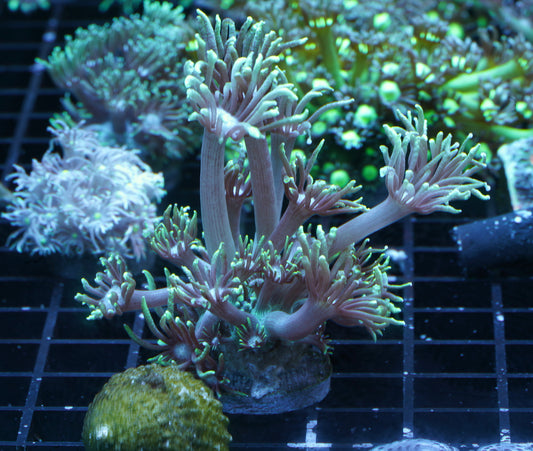 Long Polyp Green Goniopora - Aquacultured WYSIWYG