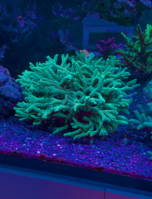 Neon Green Birdsnest Colony - Aquacultured WYSIWYG ~8”