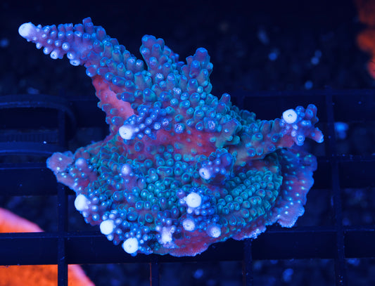 Blue Staghorn Acropora XL - Aquacultured WYSIWYG