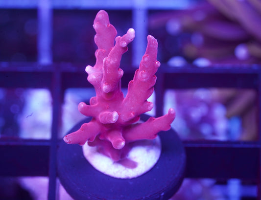 OG Red Dragon Acropora - Aquacultured WYSIWYG