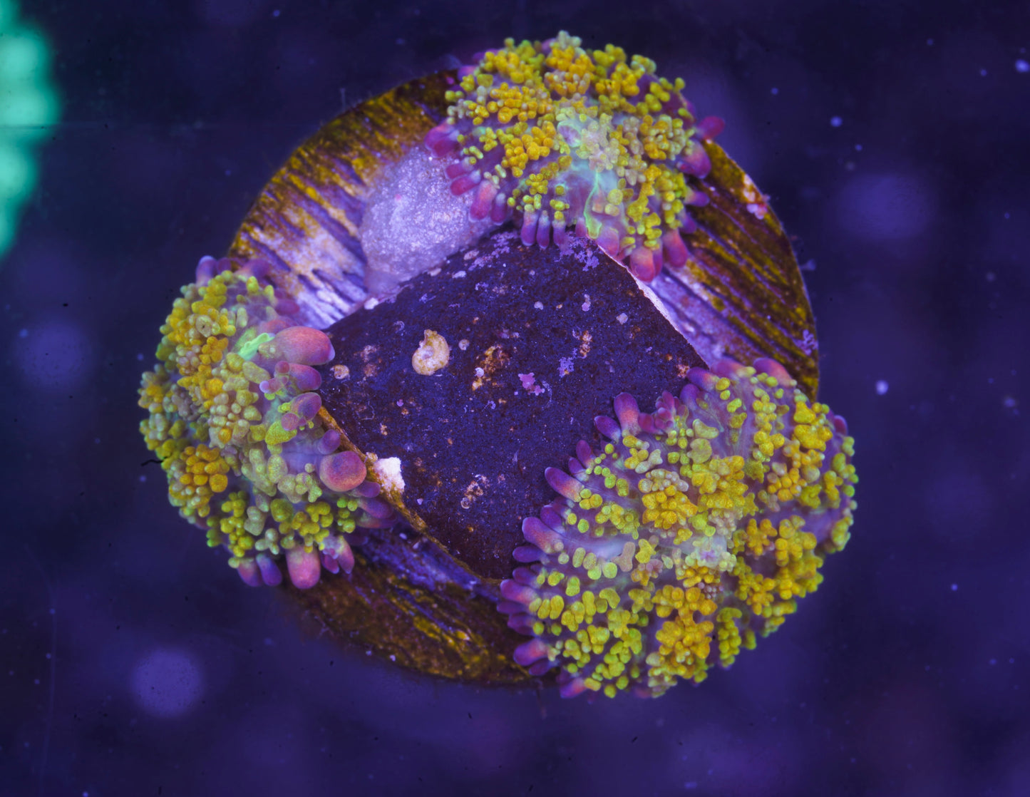 Golden Gonzoa Dragon Bounce Mushroom - Aquacultured Stock Frag
