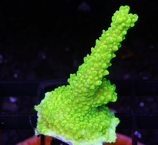 Bali Green Slimer Acropora - Aquacultured WYSIWYG