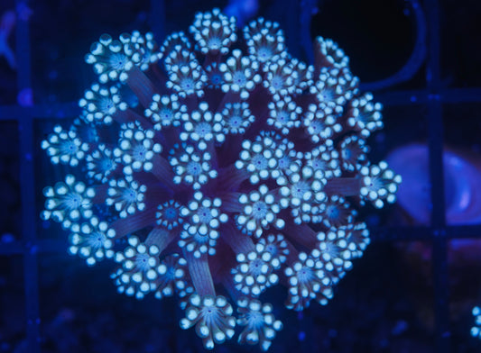 Aussie Ultra Alveopora - WYSIWYG