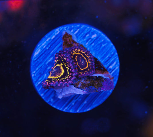 Stratosphere Zoanthid - Aquacultured WYSIWYG ~2 Polyps