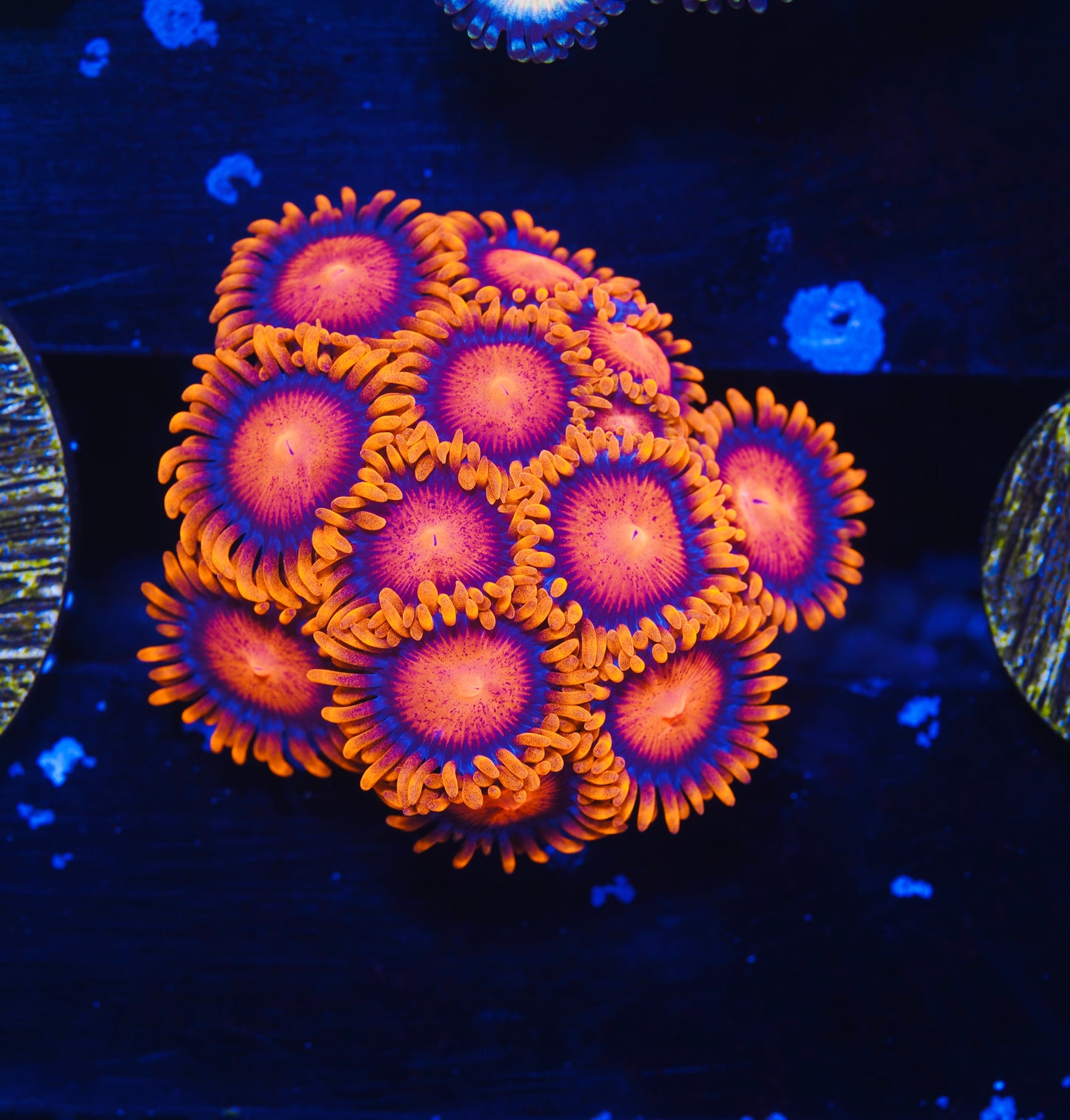 Bam Bam Zoanthid - Aquacultured WYSIWYG