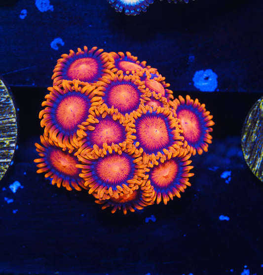 Bam Bam Zoanthid - Aquacultured WYSIWYG