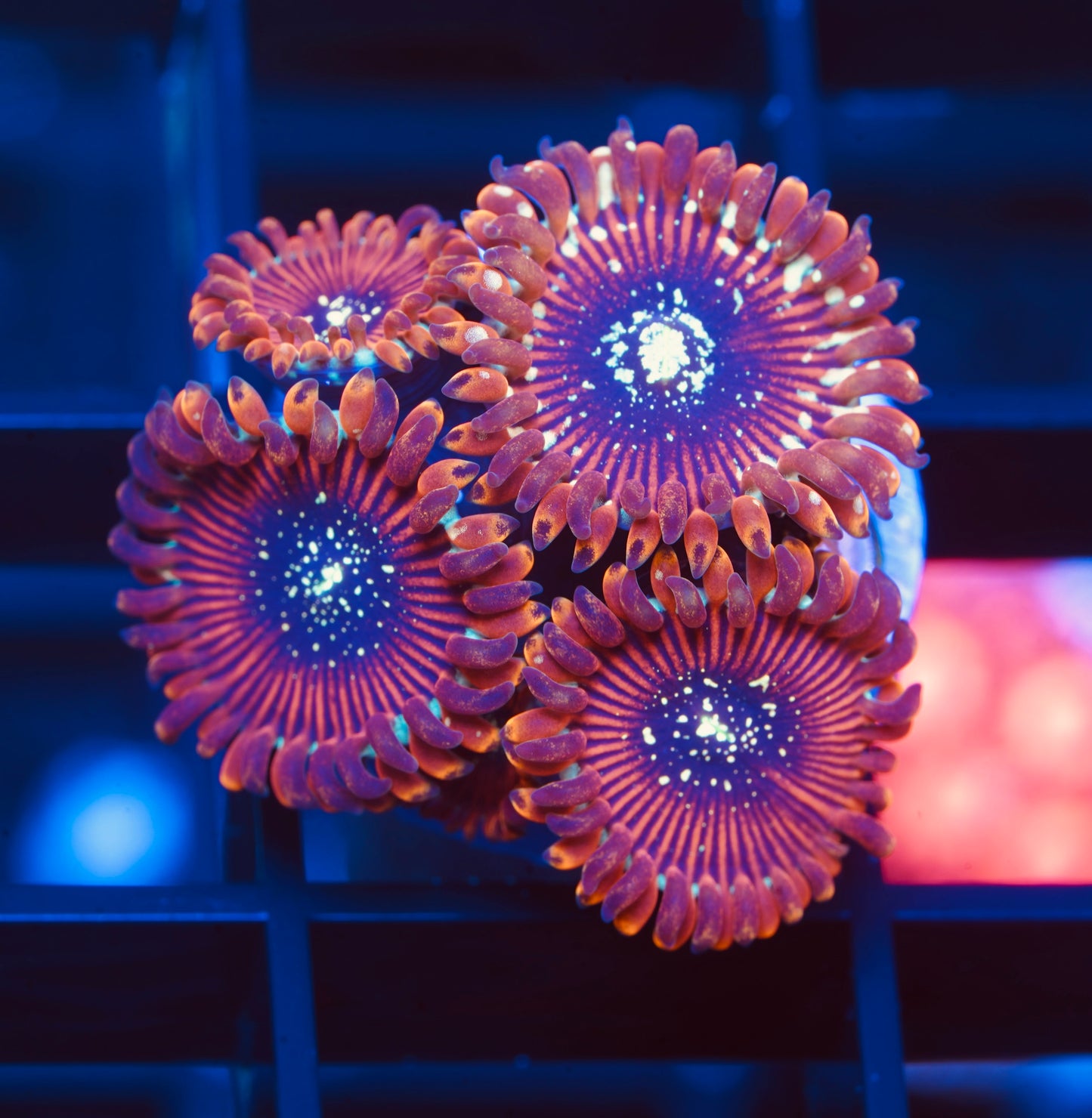 Magician Zoanthid - Aquacultured WYSIWYG