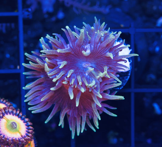 Blue Duncans - Aquacultured WYSIWYG
