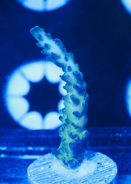 Laura's Purple Polyp Acropora - Aquacultured WYSIWYG