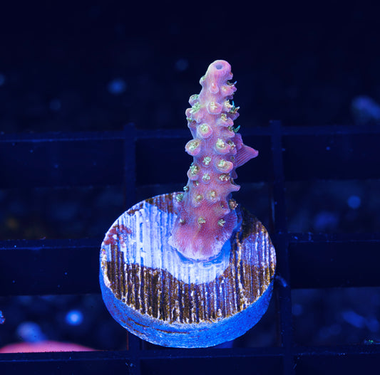 Voodoo Majick Acropora - Aquacultured WYSIWYG